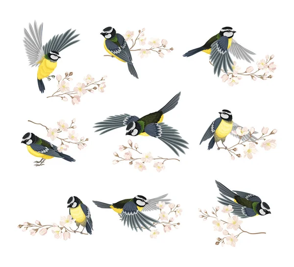 Tit Bird with Black Head and White Cheeks Flying and Sitting on Apple Blossom Branch Vector Set Stok Vektor Bebas Royalti