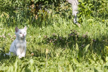 Farklı gözlerle beyaz yavru kedi oturur