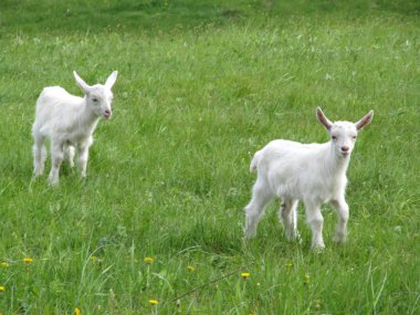 Yeşil çayır on iki genç beyaz keçi otlatmak.