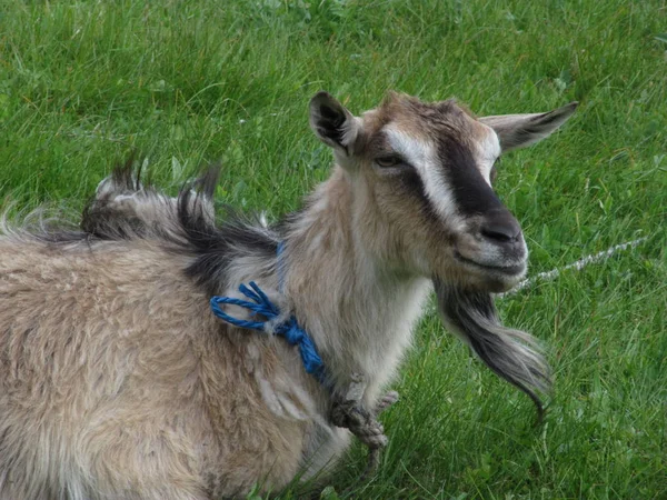 緑の牧草地にひげを持つ大人のヤギをかすめる — ストック写真