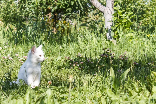 Küçük Bir Beyaz Yavru Kedi Farklı Gözlerle Yeşil Çim Parkta — Stok fotoğraf