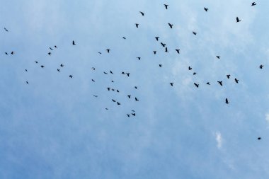 Mavi gökyüzü bulutlar arasında birçok kuşlar uçar.