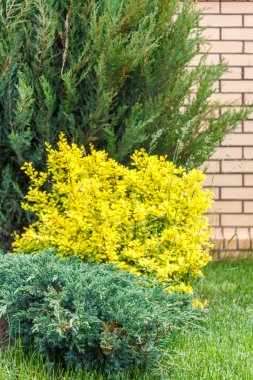 Zengin bir ev cephe dekoratif çalılar ve ağaçlar yeşil çim üzerinde bir kompozisyon donatır.