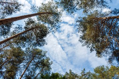 Yeşil bir ormanda beyaz bulutlar ile mavi gökyüzüne kadar görüntülemek.