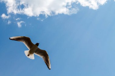 Bir martı beyaz bulutlar ile mavi gökyüzünde uçuyor. İçinde belgili tanımlık fotoğraf yer bir kopya.
