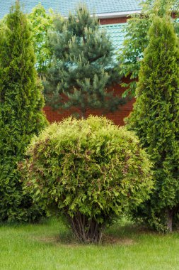 Zengin bir ev cephe dekoratif çalılar ve ağaçlar yeşil çim üzerinde bir kompozisyon donatır.