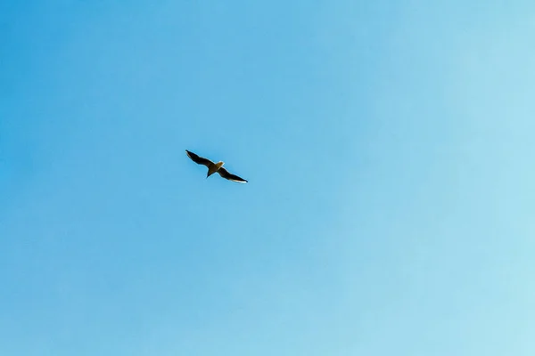 Bir martı beyaz bulutlar ile mavi gökyüzünde uçuyor. İçinde belgili tanımlık fotoğraf yer bir kopya.