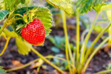 Bir büyük yaz kırmızı meyve olgun çilek, yeşil yaprakları ile bir şube büyür.