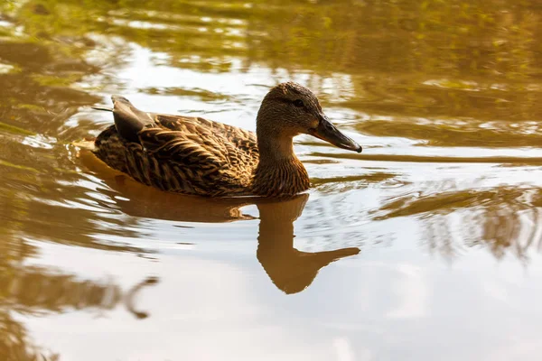 Canard Brun Nage Dans Eau Rivière — Photo