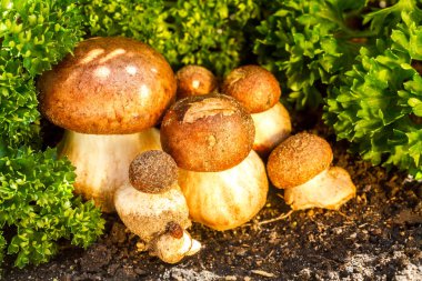 Yeşil yaprakları arasında sıcak güneş ışığı güzel porcini mantar kahverengi şapkalı bir çok büyümek.