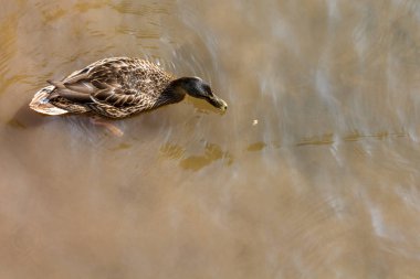 Bir kahverengi ördek nehir suda yüzüyor