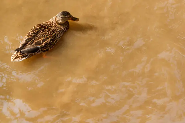 Pato Marrón Nada Agua Del Río — Foto de Stock