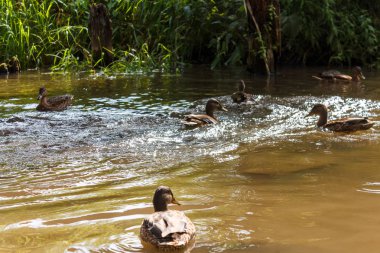 Kahverengi ördekler bir nehir su yüzme bir grup