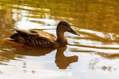 Bir kahverengi ördek nehir suda yüzüyor