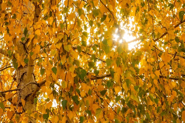 Many Yellow Autumn Birch Leaves Sun Background — Stock Photo, Image