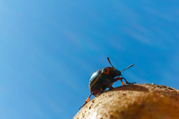 Coloradokever Zit Aardappelen Koestert Zich Zon Afbeelding Bevat Kopie Ruimte — Stockfoto