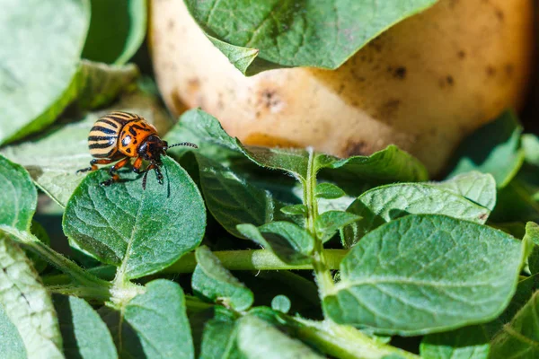 Een Coloradokever Met Zwarte Strepen Zit Een Groene Blad Van — Stockfoto