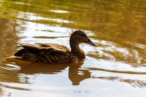 Pato Marrón Nada Agua Del Río — Foto de Stock