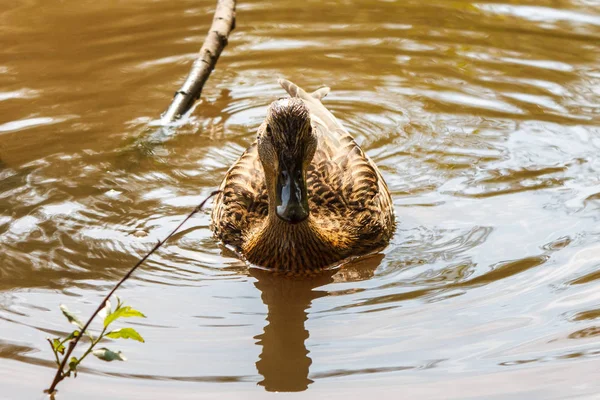 Pato Marrón Nada Agua Del Río — Foto de Stock