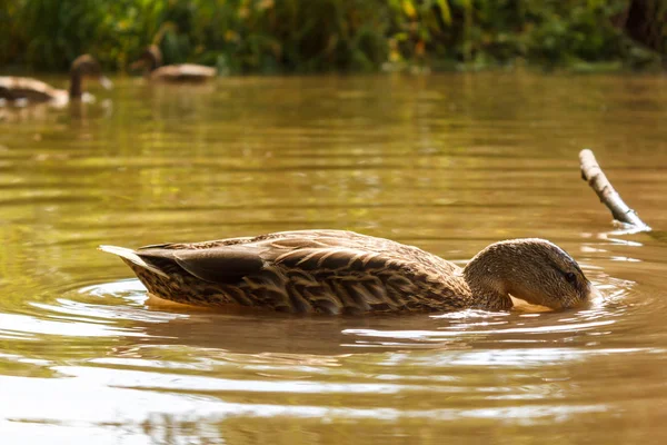 Eine Braune Ente Schwimmt Wasser Fluss — Stockfoto