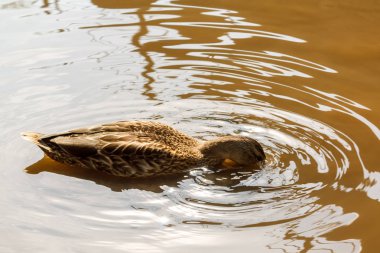 Bir kahverengi ördek nehir suda yüzüyor.