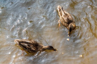 Kahverengi ördekler bir nehirde yüzme bir grup.