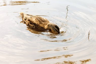Bir kahverengi ördek nehirde yüzüyor.
