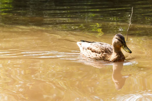 Одна коричневая утка плавает в реке . — стоковое фото