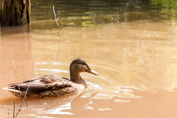 Un pato marrón nada en el río . — Foto de Stock