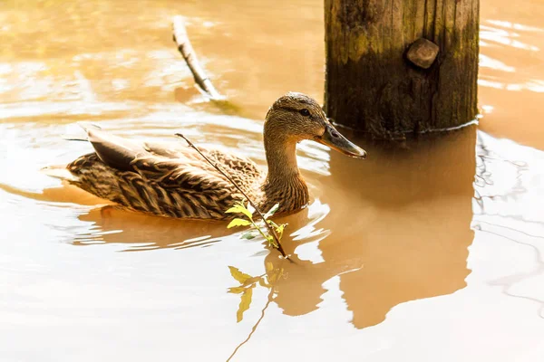 Одна коричневая утка плавает в реке . — стоковое фото