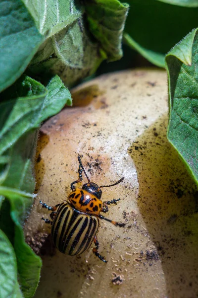条纹科罗拉多马铃薯甲虫的特写图像 — 图库照片