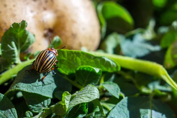 A close up image of the striped Colorado potato beetle that craw