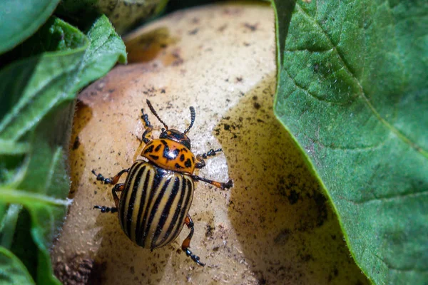 条纹科罗拉多马铃薯甲虫的特写图像 — 图库照片