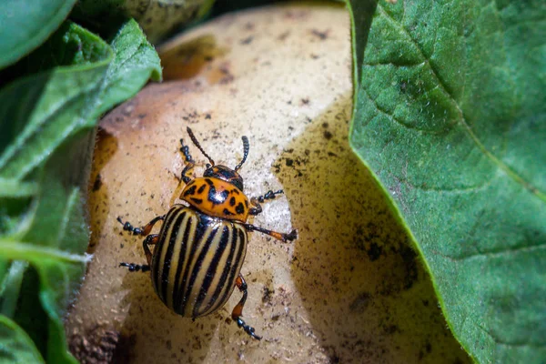 Un'immagine ravvicinata dello scarabeo striato della patata del Colorado che striscia — Foto Stock