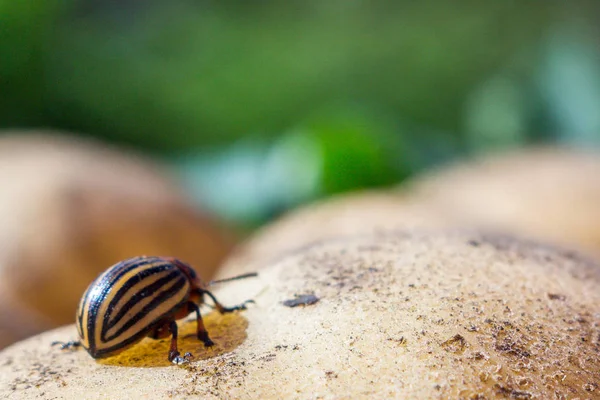 クロールしたストライプのコロラドポテトカブトムシのクローズアップ画像 — ストック写真