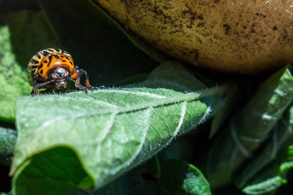 Une image rapprochée du doryphore rayé de la pomme de terre qui craque — Photo