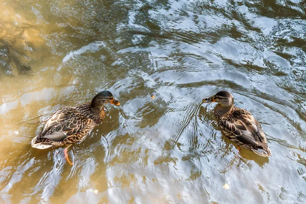 Un grupo de patos marrones nadando en un río . — Foto de Stock