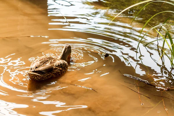 Un pato marrón nada en el río . — Foto de Stock