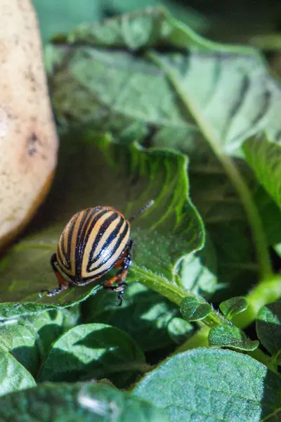 Een close-up beeld van de gestreepte Colorado kever die cRAW — Stockfoto