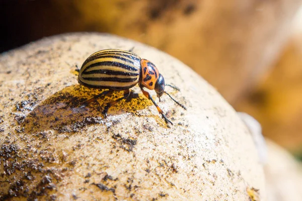 クロールしたストライプのコロラドポテトカブトムシのクローズアップ画像 — ストック写真