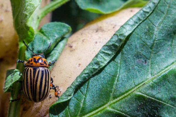 クロールしたストライプのコロラドポテトカブトムシのクローズアップ画像 — ストック写真