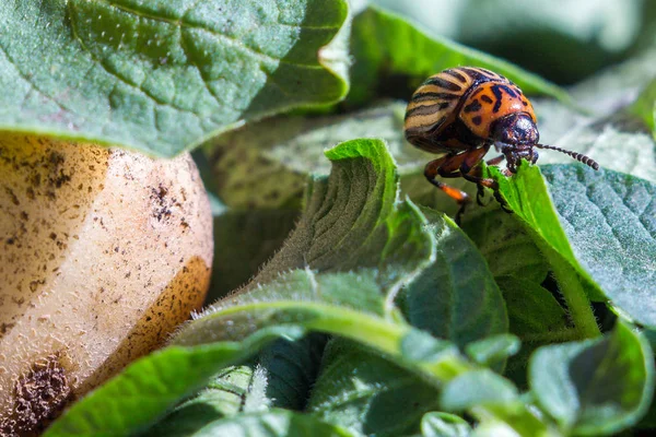 Une image rapprochée du doryphore rayé de la pomme de terre qui craque — Photo