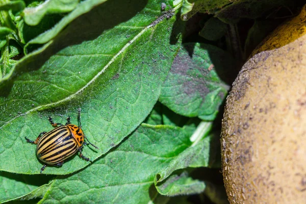 Een close-up beeld van de gestreepte Colorado kever die cRAW — Stockfoto