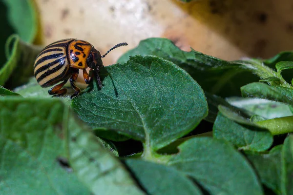 Een close-up beeld van de gestreepte Colorado kever die cRAW — Stockfoto