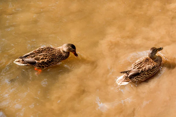 A group of brown ducks swimming in a river.