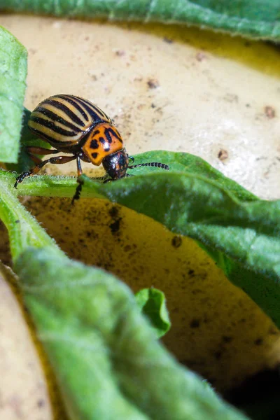 Bliska wizerunek pasiasty Colorado chrząszcz ziemniaczany, że CRAW — Zdjęcie stockowe