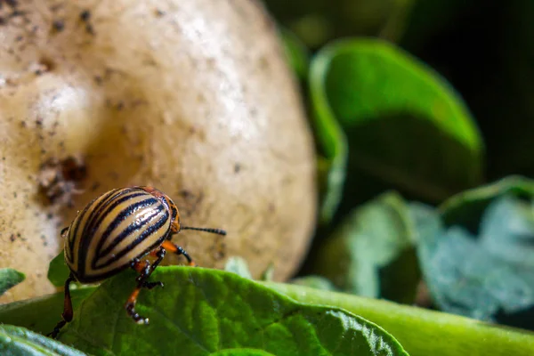 Une image rapprochée du doryphore rayé de la pomme de terre qui craque — Photo