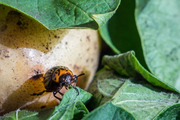 Een close-up beeld van de gestreepte Colorado kever die cRAW — Stockfoto