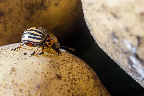 Un'immagine ravvicinata dello scarabeo striato della patata del Colorado che striscia — Foto Stock
