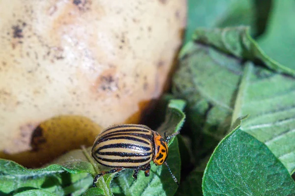 クロールしたストライプのコロラドポテトカブトムシのクローズアップ画像 — ストック写真